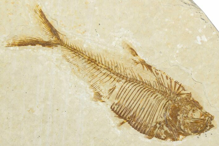Detailed Fossil Fish (Diplomystus) - Wyoming #345446